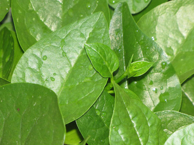 KNESSiN Monstrueux De VIROFLAY SPINACH -{800 Seeds} Seed(800 per packet)
