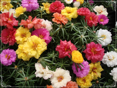 Quentova Mixed Multilayer Portulaca Grandiflora Seed, Moss Rose-CIAR-9Y Seed(100 per packet)