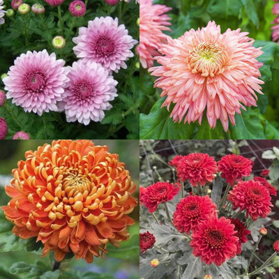 ibains Chrysanthemum combo seeds 31 Seed(31 per packet)