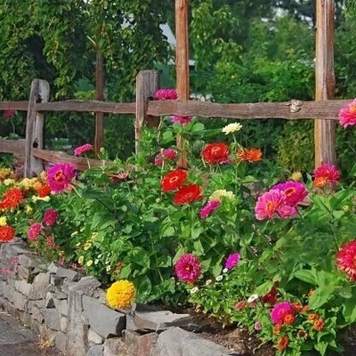 MSD Dahlia, Dalia Flower Seed(42 per packet)