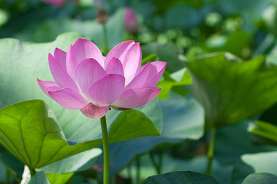 Sakshi Farms lotus,kamal gatta Seed(14 per packet)
