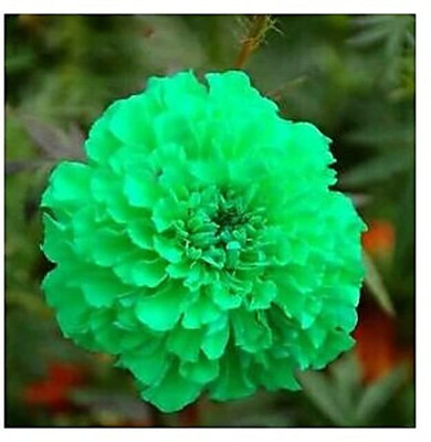 Aywal genda phool ,marigold Seed(7 per packet)
