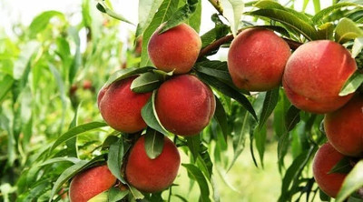 Aywal Peach Fruit Seed(7 per packet)