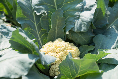 True Elements white cauliflower,gobhee seeds Seed(40 per packet)