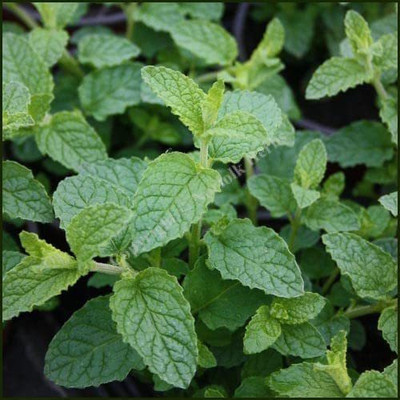 VibeX ® VLR-460 Strawberry Mint Seeds Seed(200 per packet)