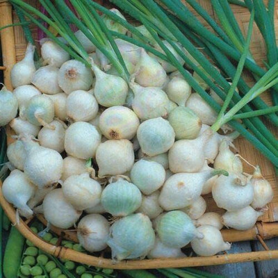 CYBEXIS Seeds of Vegetable Onion Paris Silverskin4000 Seeds Seed(4000 per packet)