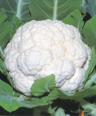 KNESSiN IX-45 CHARIF Cauliflower Seed(500 per packet)