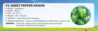VibeX F1 CAPSICUM SWEET PEPPER KRISHN(2500 Seeds) Seed(2500 per packet)