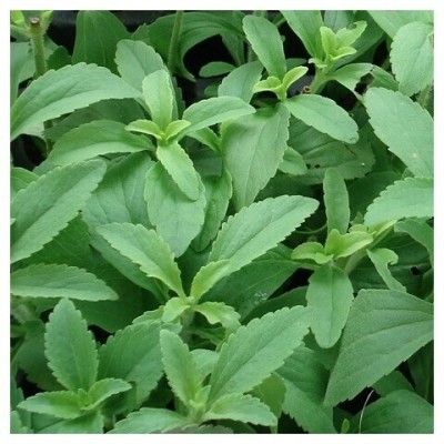 Quentova Stevia Sweet Leaves Herb Plant-PAUS-22Z Seed(100 per packet)