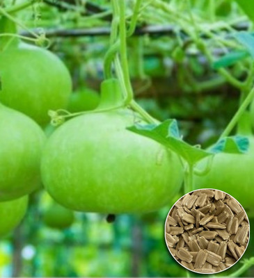 Greenfall High-Yield Round Bottle Gourd Seeds - 15 Seeds for Thriving Gardeners Seed(15 per packet)
