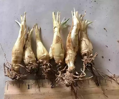 GREENSEA Tuberose, Rajnigandha Seed(16 per packet)