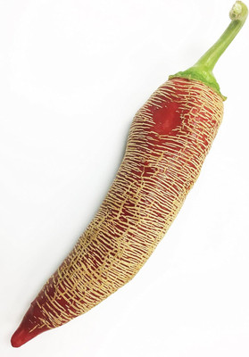 Biosnyg F1 Hybrid Albanian Red Hot Pepper Vegetable Seeds For Gardening-(2000 Seeds) Seed(2000 per packet)