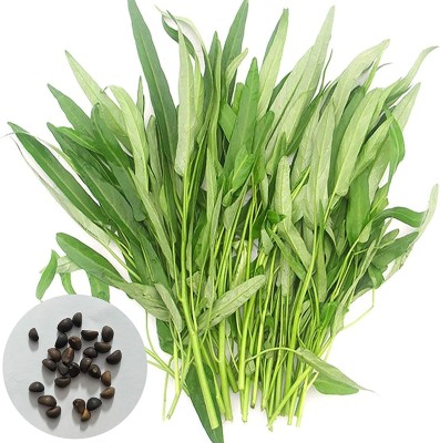 CYBEXIS Water Spinach Seeds4000 Seeds Seed(4000 per packet)