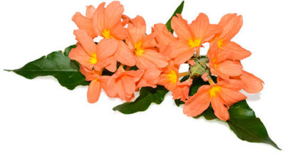 Dasstore kanakambaram-firecracker-crossandra Seed(33 per packet)
