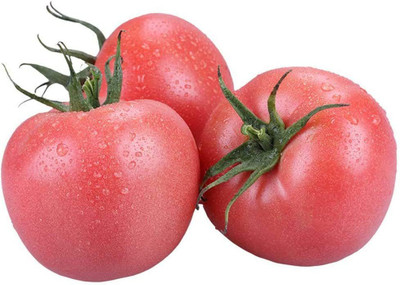 CYBEXIS Large Tomato Seeds2000 Seeds Seed(2000 per packet)