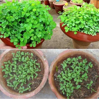 Aywal Methi/ Kasturi Methi Seed(125 per packet)