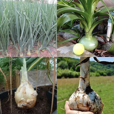 CYBEXIS Giant Onion Seed Spanish Heirloom Vegetable2000 Seeds Seed(2000 per packet)