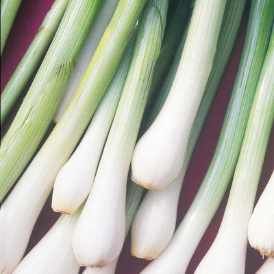 WILLVINE Seeds Spring Onion Spring Cut-[5000 Seeds] Seed(5000 per packet)