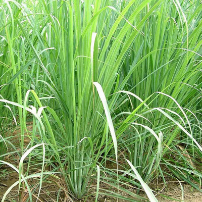 Qualtivate VVI-88 Cymbopogon citratus Tea Lemon Grass Seed(500 per packet)