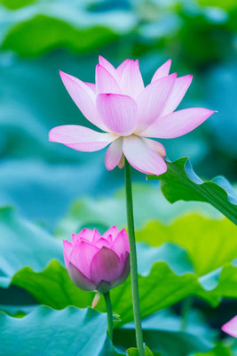 sm shop lotus,kamal gatta Seed(14 per packet)