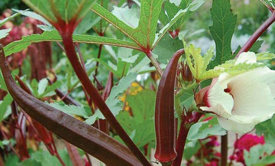 VibeX ® VLR-41 F1 Hybrid Red Okra Seeds Seed(100 per packet)