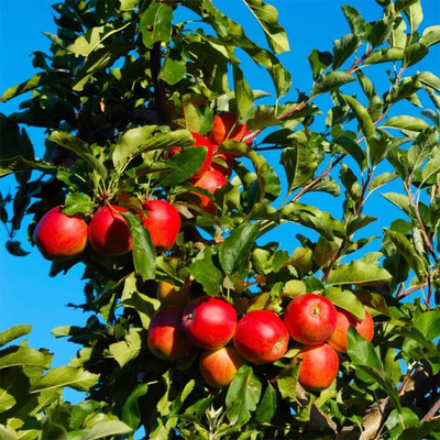 ACMS APPLE KASHMIRI JK-4575 SEEDS FOR HOME AND GARDEN Seed(30 per packet)