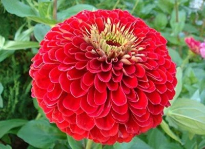 Qualtivate LXI-177 Zinnia Seeds/Zinnia Graceful from Russia Seed(25 per packet)