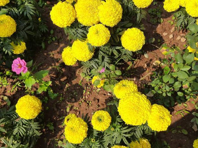 DESIILAAZ marigold/gende ka phool flower seeds Seed(50 per packet)
