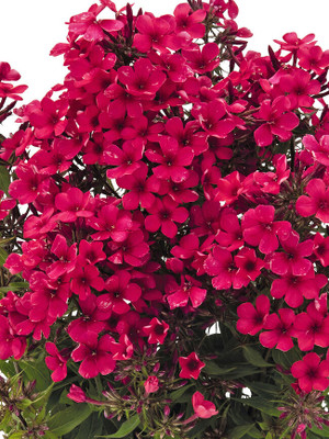 XOLDA Exotic phlox Seed(48 per packet)