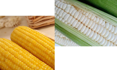 CYBEXIS LX-30 - White & Yellow Sticky Waxy Corn - (2250 Seeds) Seed(2250 per packet)