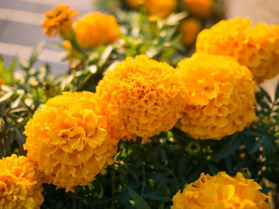 LPR ZINNIA, ZENNIA Seed(200 per packet)