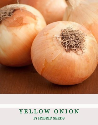 Qualtivate PUAS-9A Yellow Sweet Spanish Onion Seeds Seed(500 per packet)