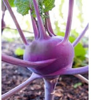 WILLVINE SCI -XII Kholrabi Hybrid Knol Khol Purple Viena [50g] Seed(15000 per packet)