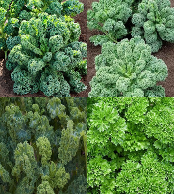 ibains Kale seeds for planting bij 14 Seed(14 per packet)