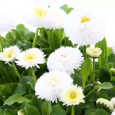 Aro Daisy Seed(50 per packet)