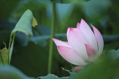 MAA lotus,kamal seeds Seed(5 per packet)