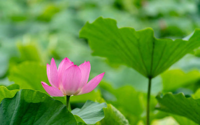 pottit lotus,kamal seeds Seed(11 per packet)