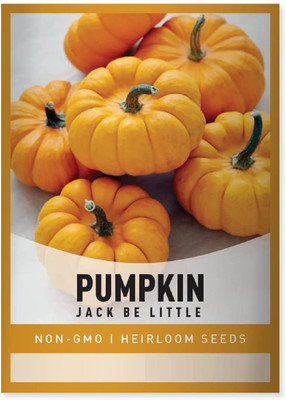 Biosnyg Mini Pumpkin (Jack Be Little)[100 Seeds] Seed(100 per packet)