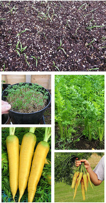 CYBEXIS F1 Hybrid Yellow Carrot Seeds2000 Seeds Seed(2000 per packet)