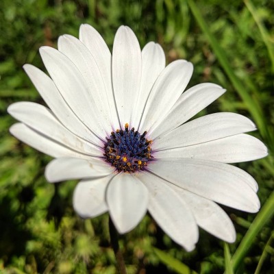 FEVESTA African Daisy (Dimorphotheca fruticosa) Seed(50 per packet)