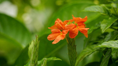Abamec kanakambaram-firecracker-crossandra Seed(28 per packet)