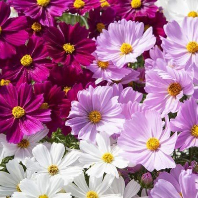 CYBEXIS GBPUT-95 - Cosmos Hybrid Flower - (90 Seeds) Seed(90 per packet)