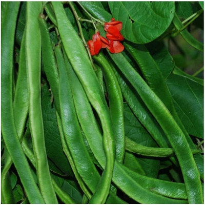 KNESSiN Runner Bean - ENORMA Seed(50 per packet)