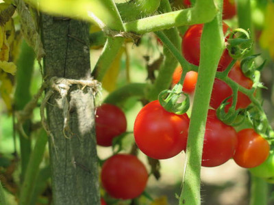 Kingdom tomato Seed(30 per packet)