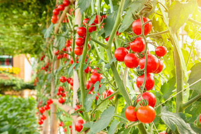 seedkart tomato Seed(120 per packet)