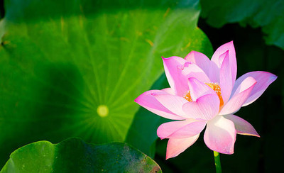 AK AGRO HYBRID SEEDS lotus,kamal gatta Seed(10 per packet)
