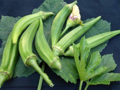 ActrovaX Hybrid Clemson Spineless Okra[100gm Seeds] Seed(100 g)