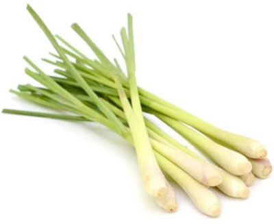 XYGEN लेमन ग्रास/Lemon grass (Cymbopogon citratus) Seed(150 per packet)