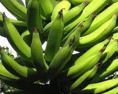 VENUS ONLINE Nendran Banana-(Only Plant no Seed ) in poly cover - 1 Live Plant Seed(1 per packet)