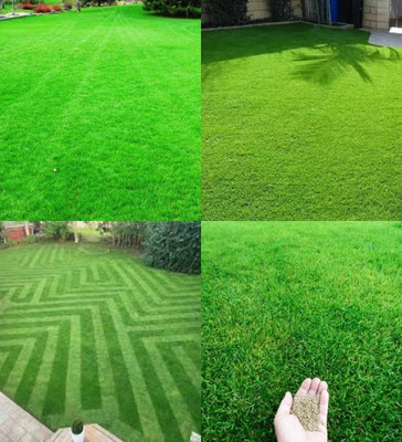 ibains Carpet grass seeds for lawn biij 3500 Seed(3500 per packet)